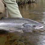 Snowbee Salmon & Sea-Trout Fly Lines