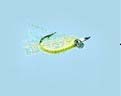 Turrall Saltwater Crazy Charlie Chartreuse - Sw15