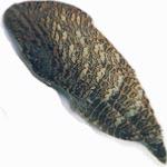 Woodcock Fly Tying Feathers