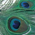 Peacock Fly Tying Feathers