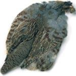 Partridge Fly Tying Feathers