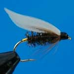 Coachman Wet Trout Fishing Fly #12 (W66)