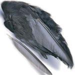 Coot Fly Tying Feathers