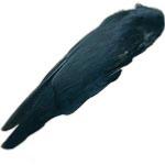 Crow Fly Tying Feathers