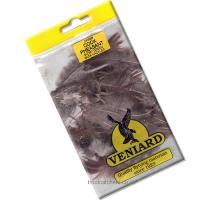 Cock Pheasant Short Green Back