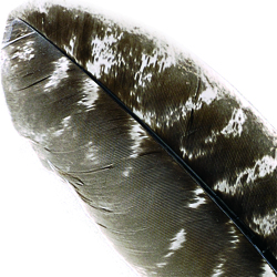 Natural Barred Mottled Turkey Wing Quills