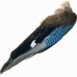 Jay Fly Tying Feathers