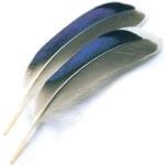 Duck - Mallard Fly Tying Feathers