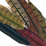 Pheasant - Ringneck Fly Tying Feathers