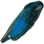 Magpie Fly Tying Feathers