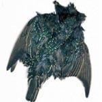 Starling Fly Tying Feathers