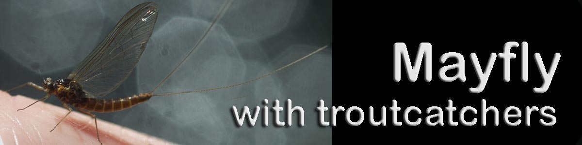Mayfly Magic